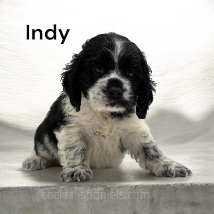 puppy, for, sale, Cocker Spaniel, Joe & Cherri  Overlease, dog, breeder, Miller, MO, dog-breeder, puppy-for-sale, forsale, nearby, find, puppyfind, locator, puppylocator, aca